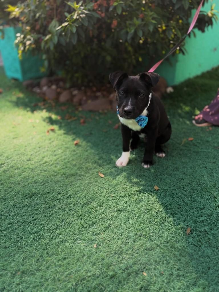 Lincon, cachorro de porte médio para adoção em Canoas - RS — foto 3 de 4
