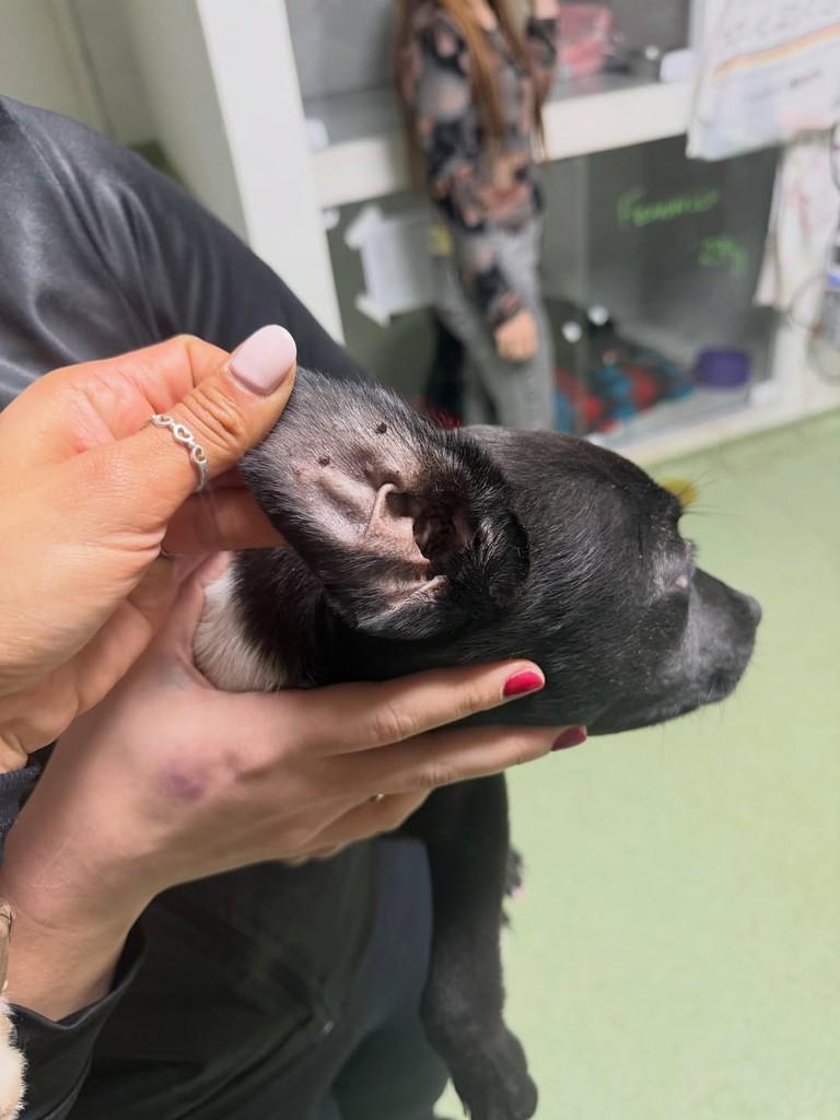 Lincon, cachorro de porte médio para adoção em Canoas - RS — foto 4 de 4