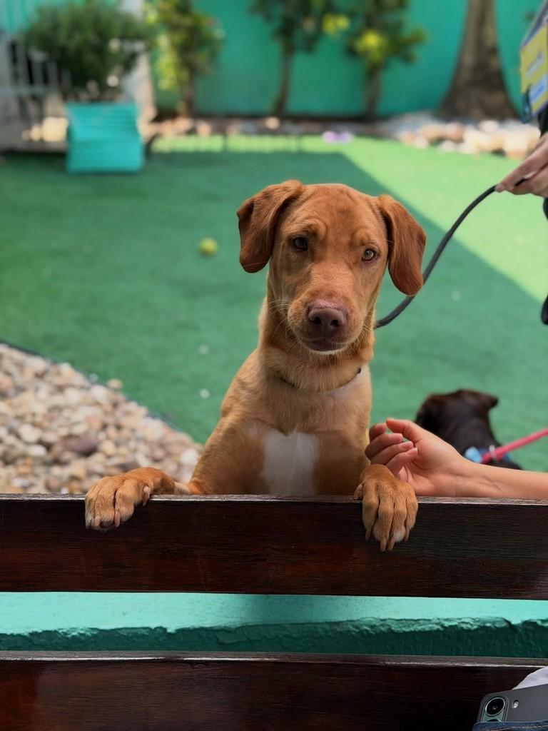 Dicaprio, cachorro de porte médio para adoção em Canoas - RS
