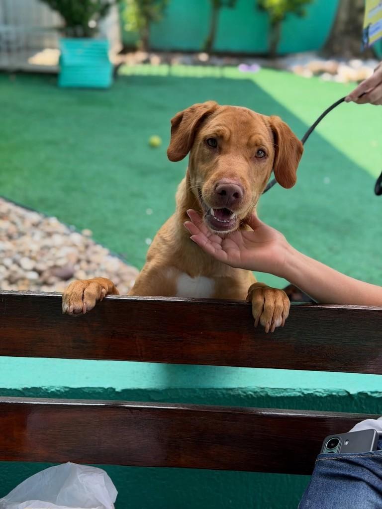 Dicaprio, cachorro de porte médio para adoção em Canoas - RS — foto 2 de 3