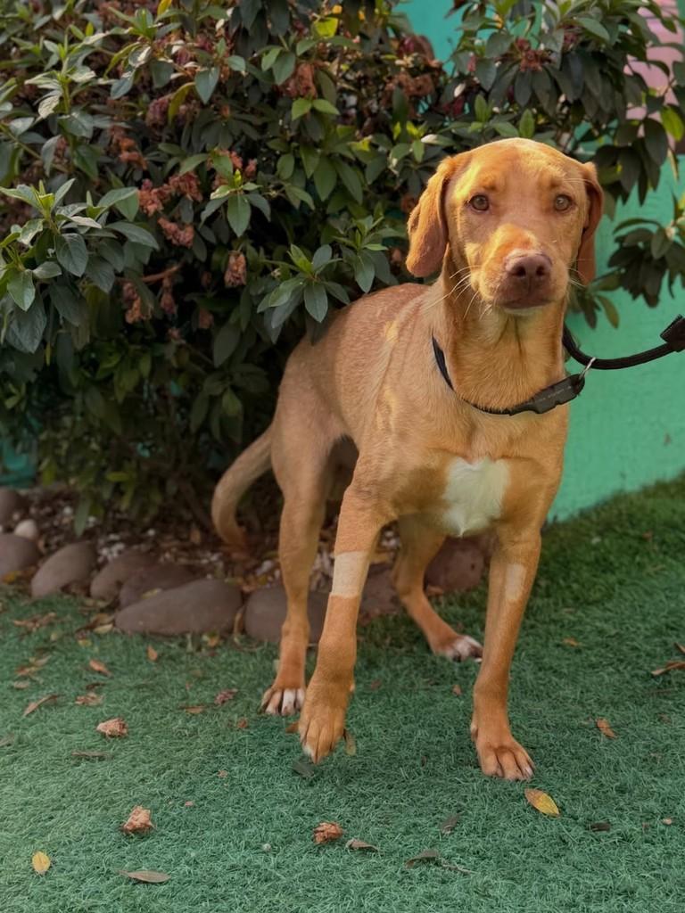 Dicaprio, cachorro de porte médio para adoção em Canoas - RS — foto 3 de 3