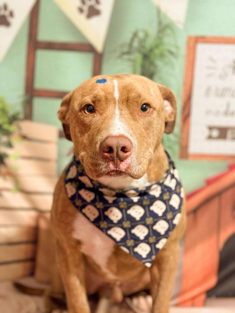 Steveeeen, cachorro de porte grande para adoção em Canoas - RS