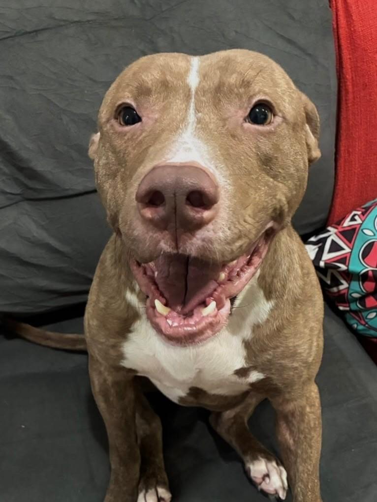 Steveeeen, cachorro de porte grande para adoção em Canoas - RS — foto 2 de 2