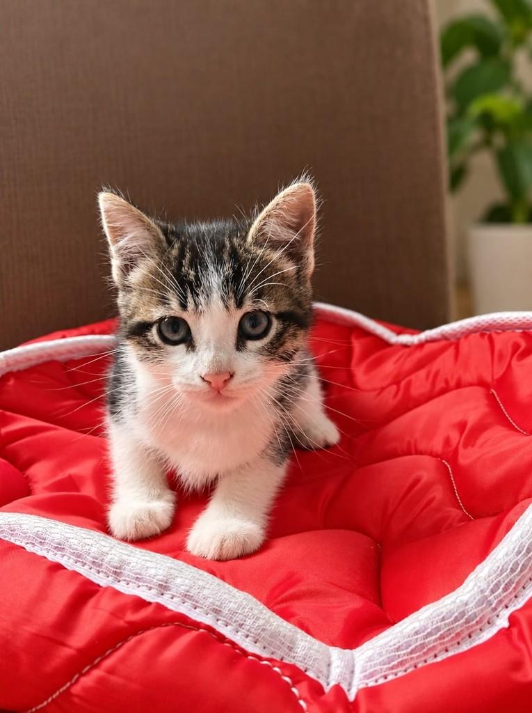 Vegas, gato de porte pequeno para adoção em Canoas - RS