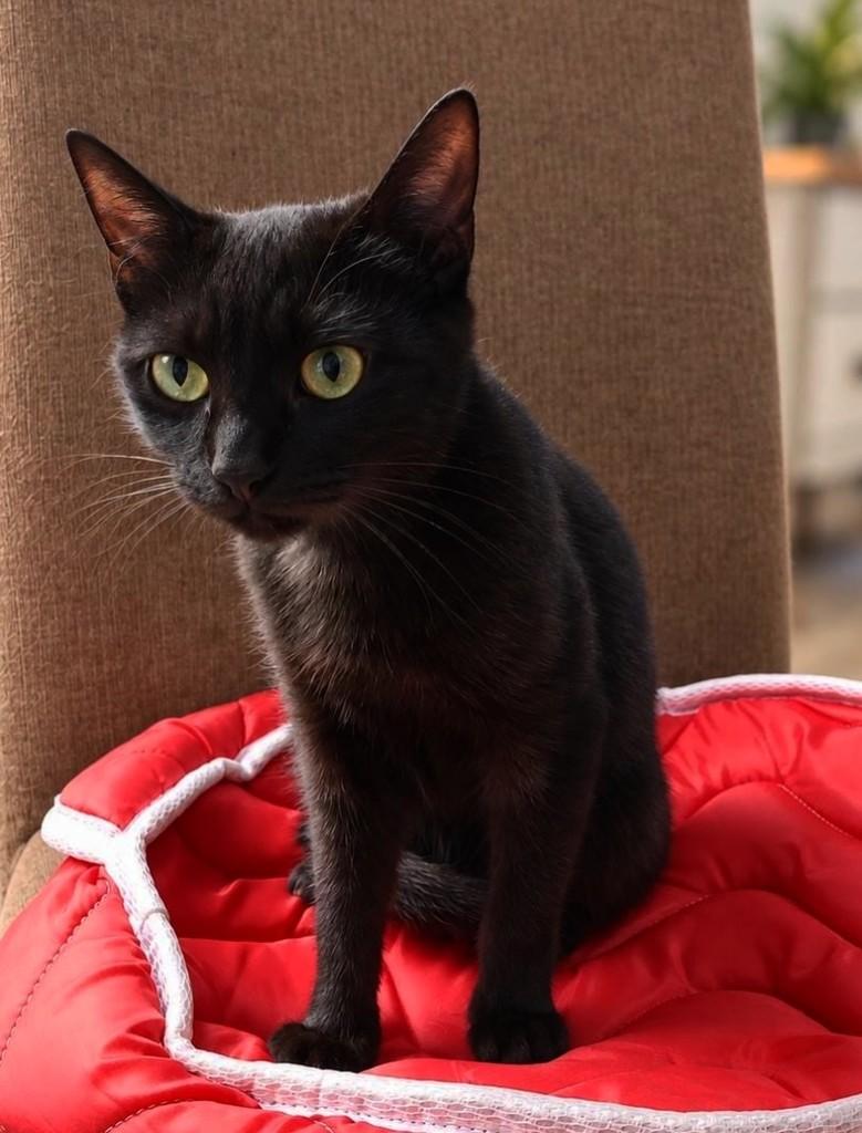Cindy, gata de porte pequeno para adoção em Canoas - RS