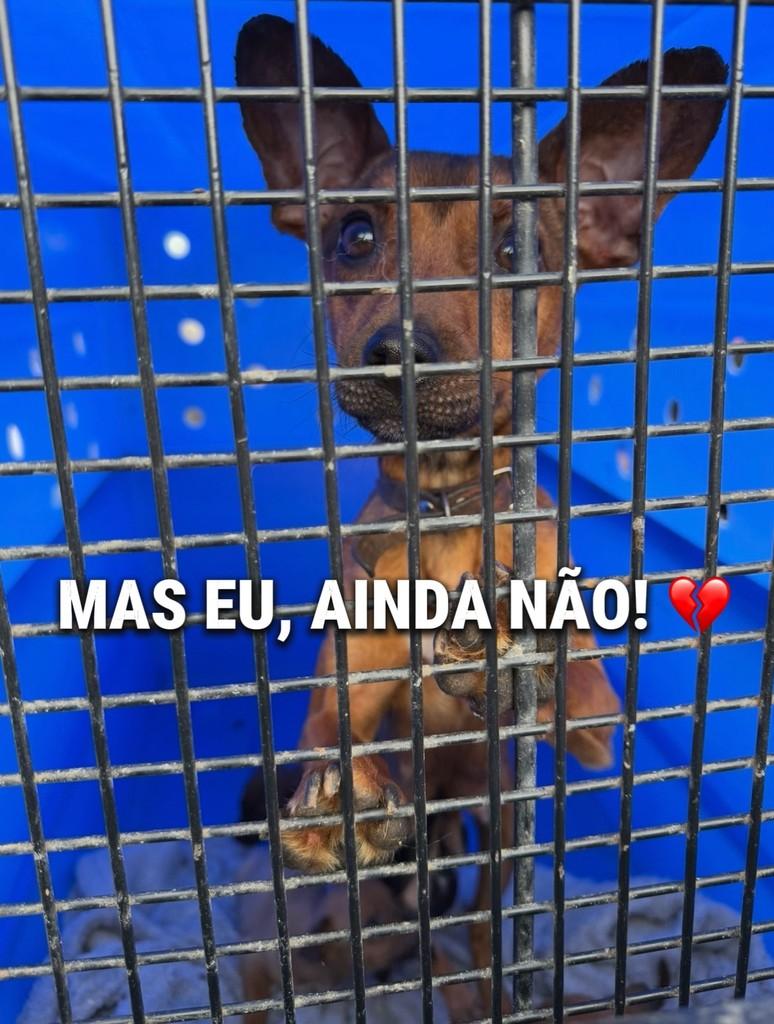 Roana, cadela de porte pequeno para adoção em Canoas - RS
