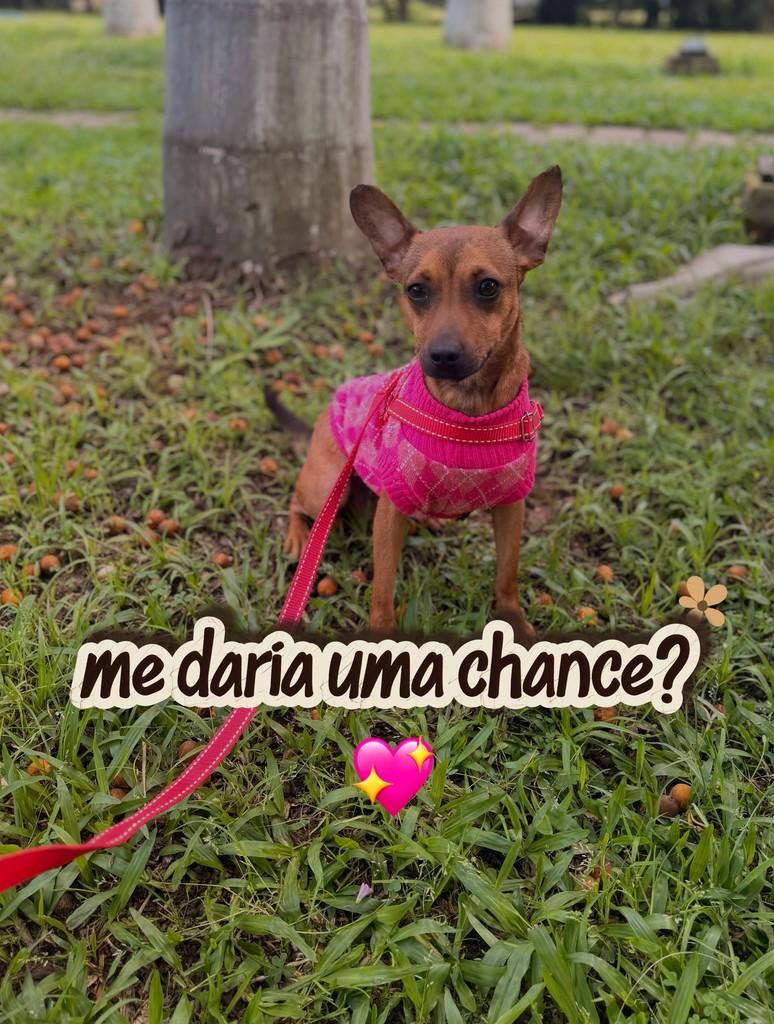Roana, cadela de porte pequeno para adoção em Canoas - RS — foto 2 de 5