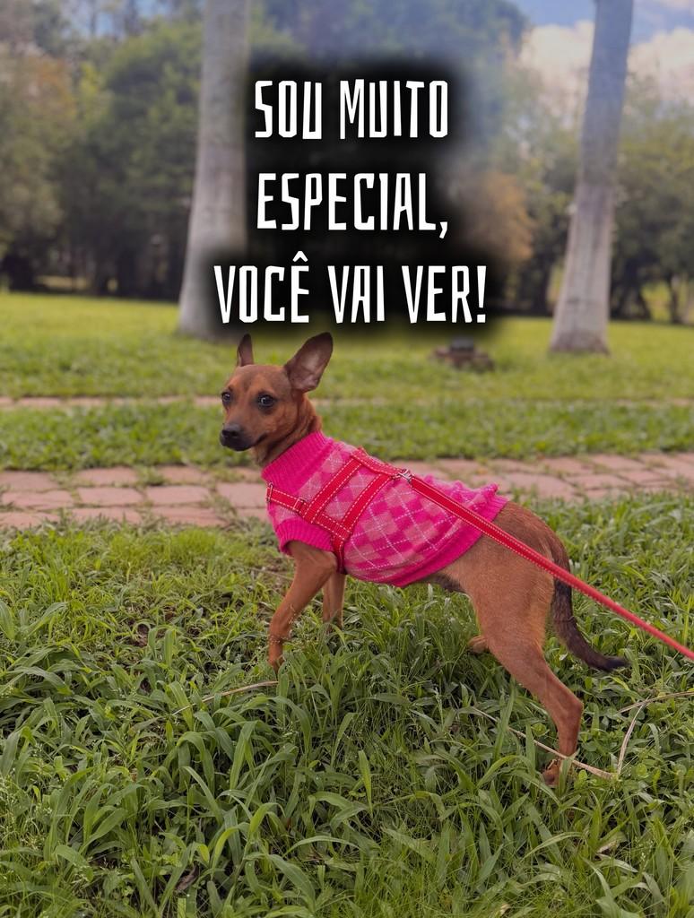 Roana, cadela de porte pequeno para adoção em Canoas - RS — foto 3 de 5
