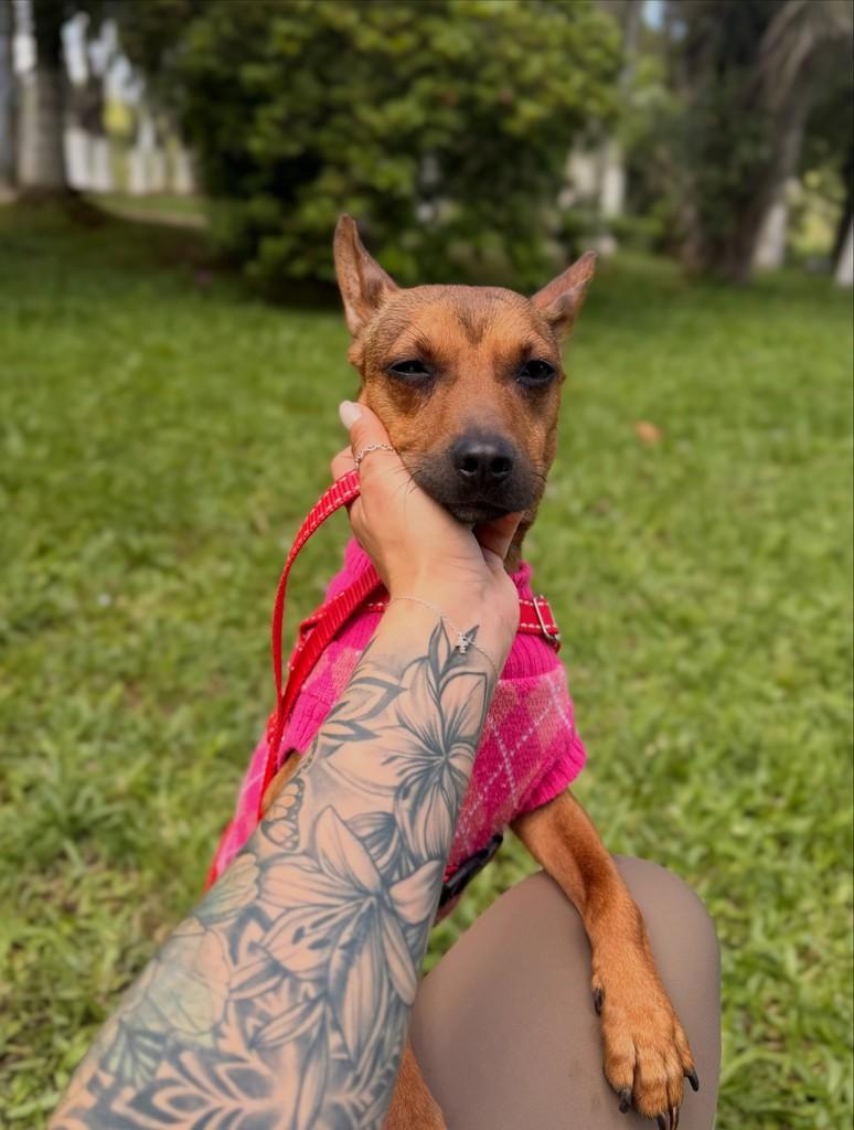 Roana, cadela de porte pequeno para adoção em Canoas - RS — foto 4 de 5