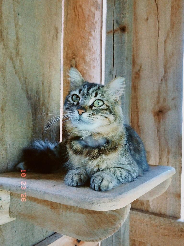 Deusa, gata de porte pequeno para adoção em Canoas - RS