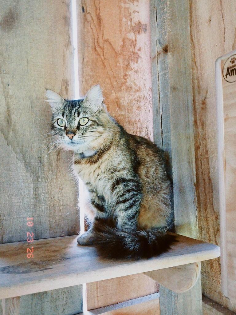 Deusa, gata de porte pequeno para adoção em Canoas - RS — foto 2 de 2