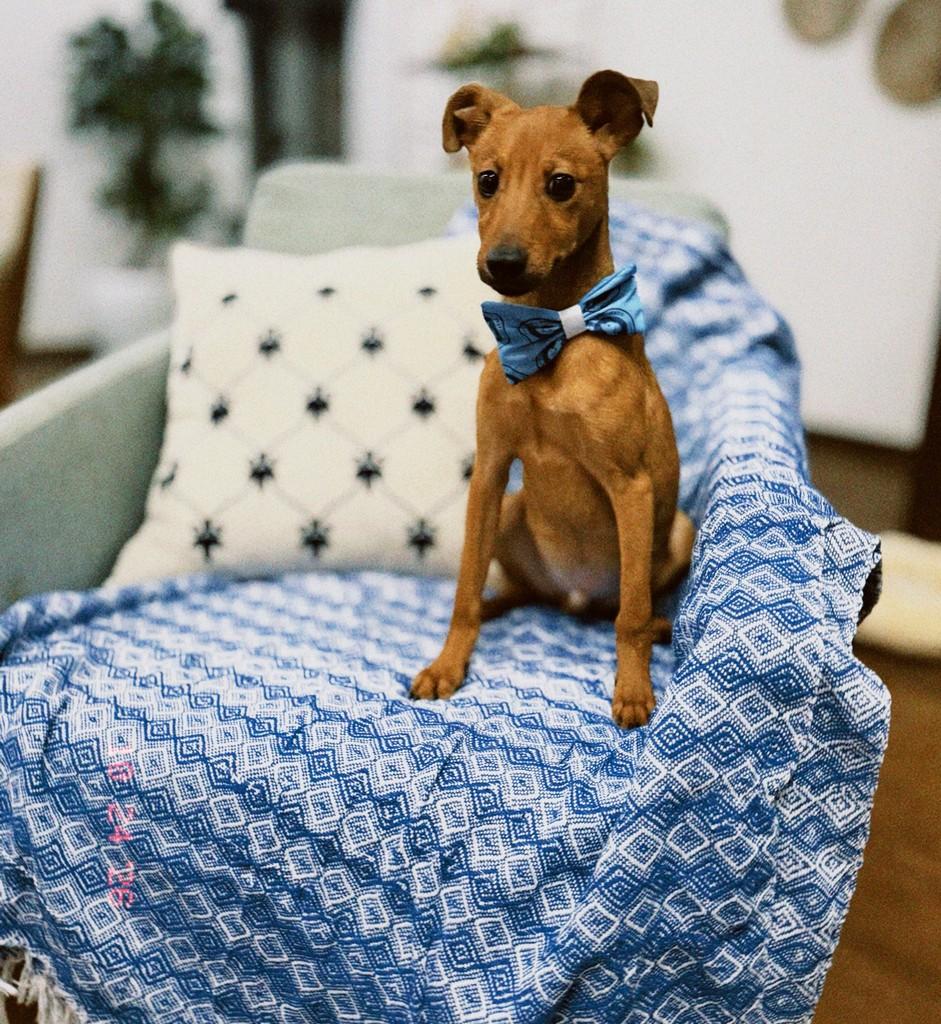 Nelsinho, cachorro de porte médio para adoção em Canoas - RS