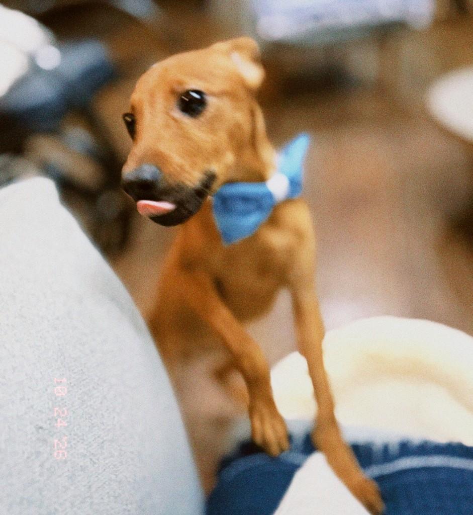 Nelsinho, cachorro de porte médio para adoção em Canoas - RS — foto 2 de 5
