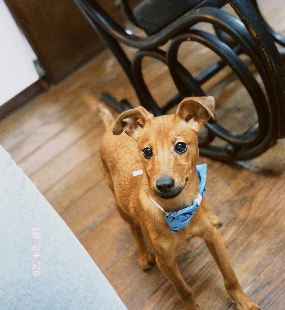 Nelsinho, cachorro de porte médio para adoção em Canoas - RS — foto 3 de 5