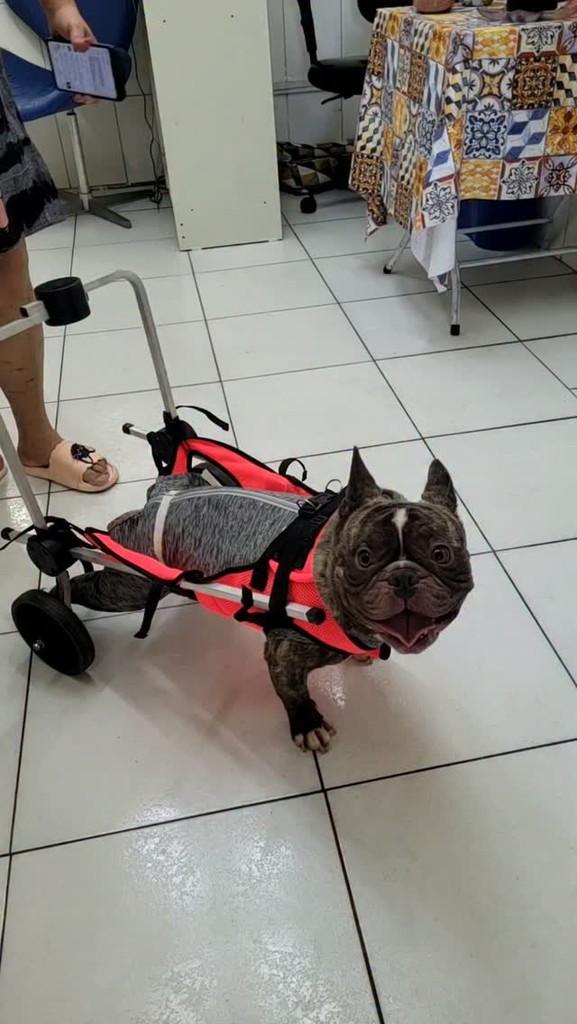 Chico, cachorro de porte médio para adoção em São Paulo - SP