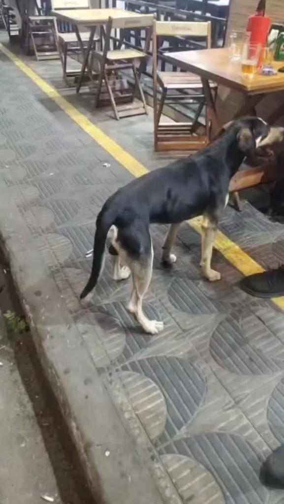Spike, cachorro de porte médio para adoção em São Paulo - SP