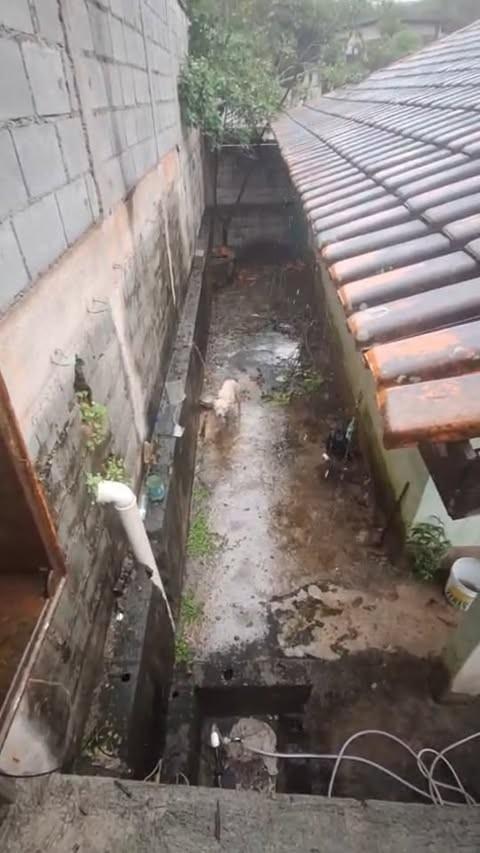 Michele, cachorro de porte médio para adoção em São Paulo - SP