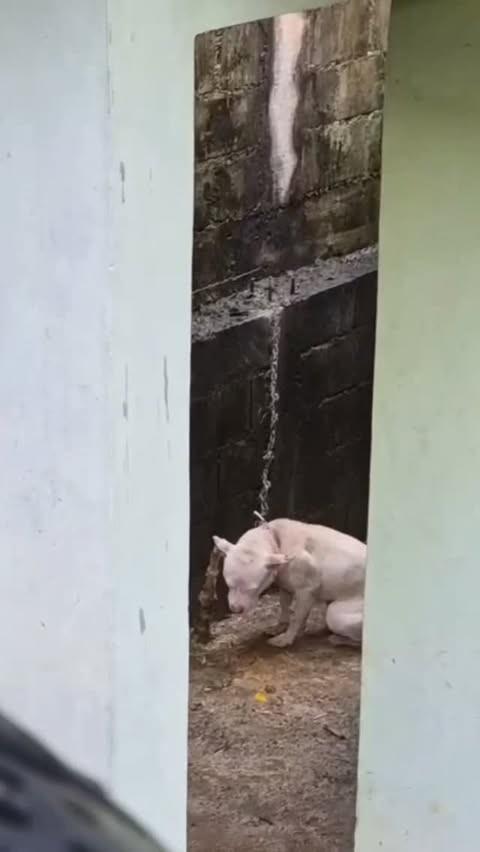 Michelle, cachorro de porte grande para adoção em São Paulo - SP