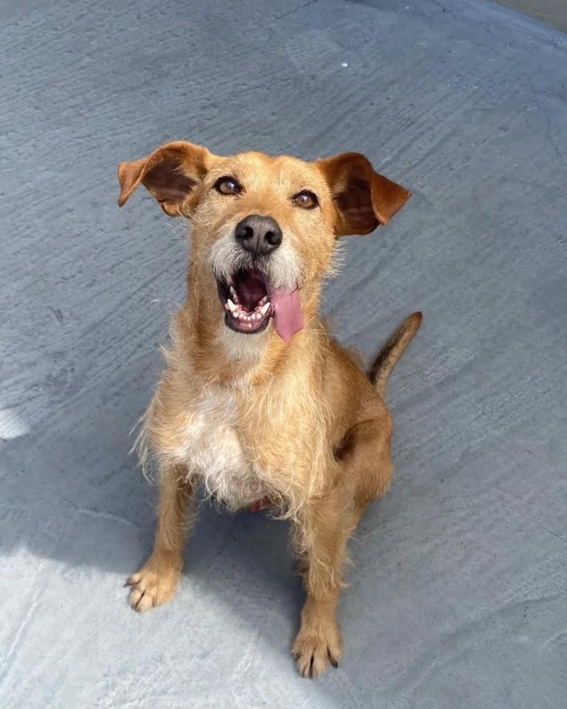 Cleitinho, cachorro de porte pequeno para adoção em Curitiba - PR