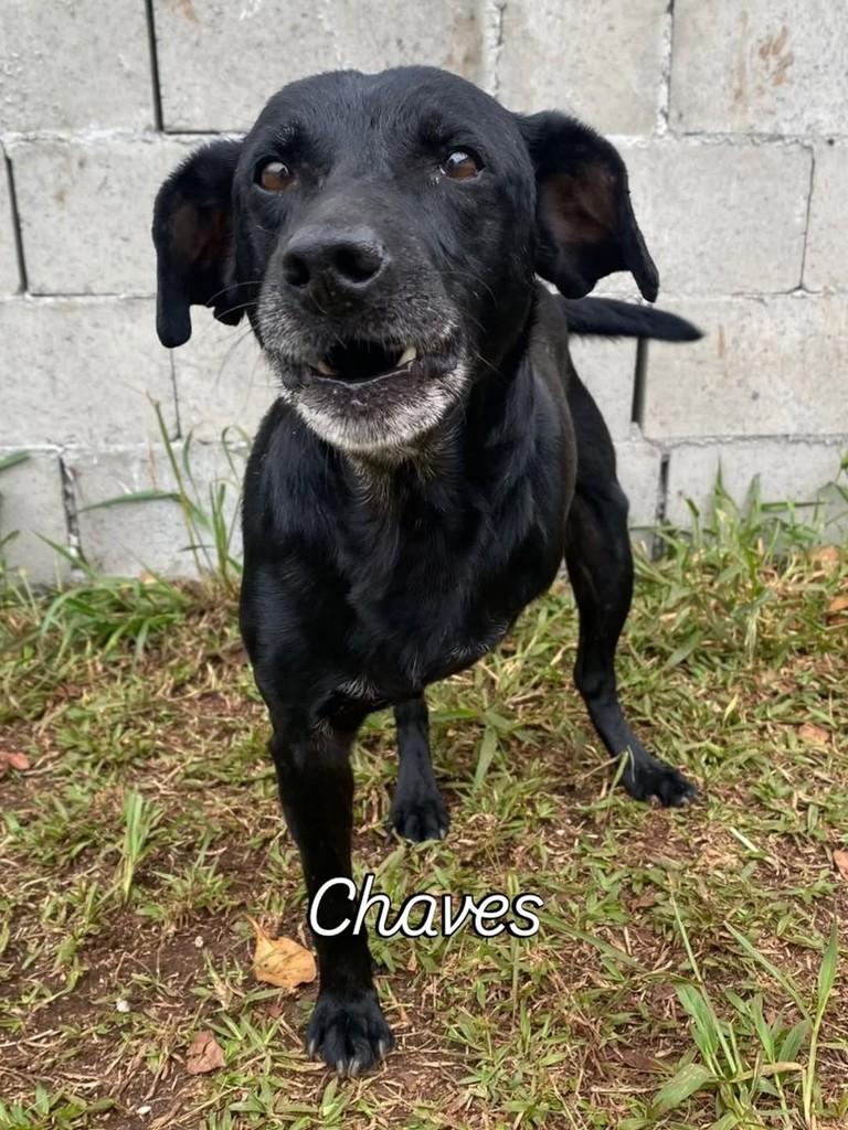 Chaves, cachorro de porte médio para adoção em Curitiba - PR