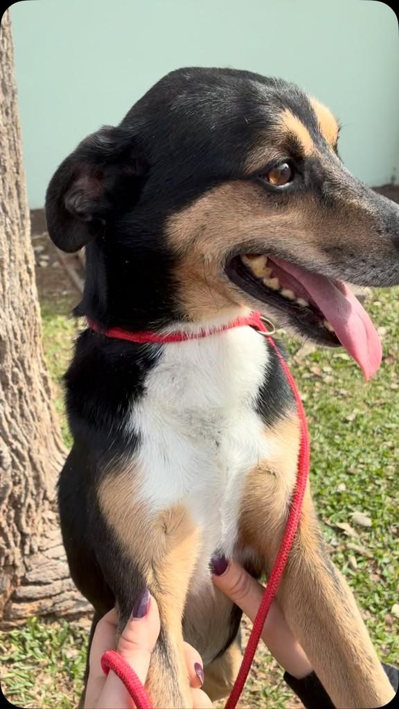 Pudim, cachorro de porte médio para adoção em Curitiba - PR