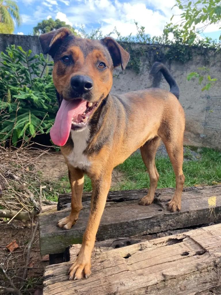 Gustavo, cachorro de porte médio para adoção em Curitiba - PR