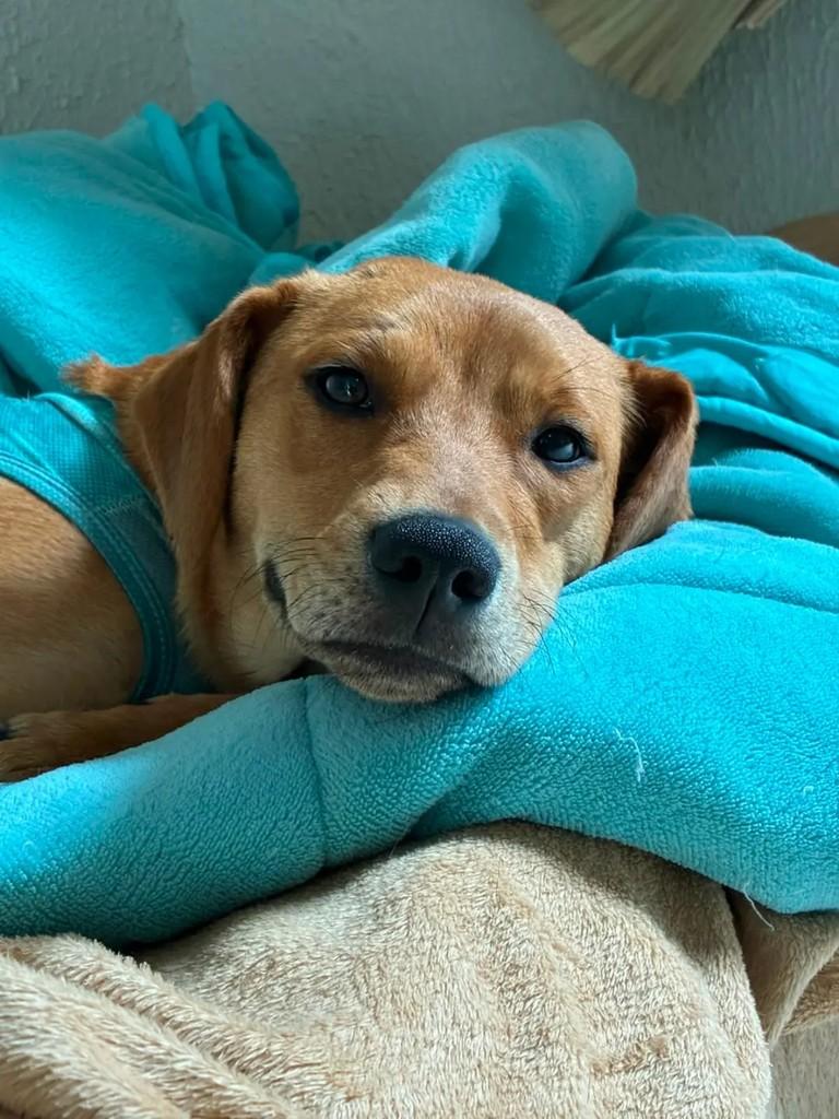 Melancia, cachorro de porte médio para adoção em Curitiba - PR