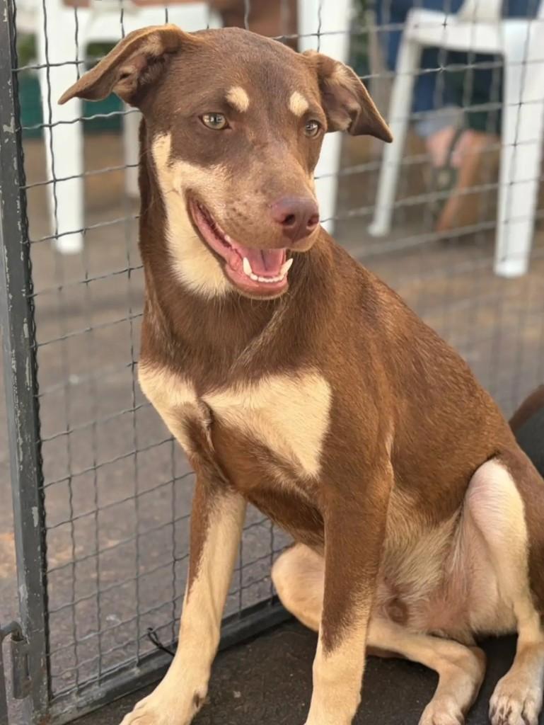 Cauã, cachorro de porte médio para adoção em Curitiba - PR