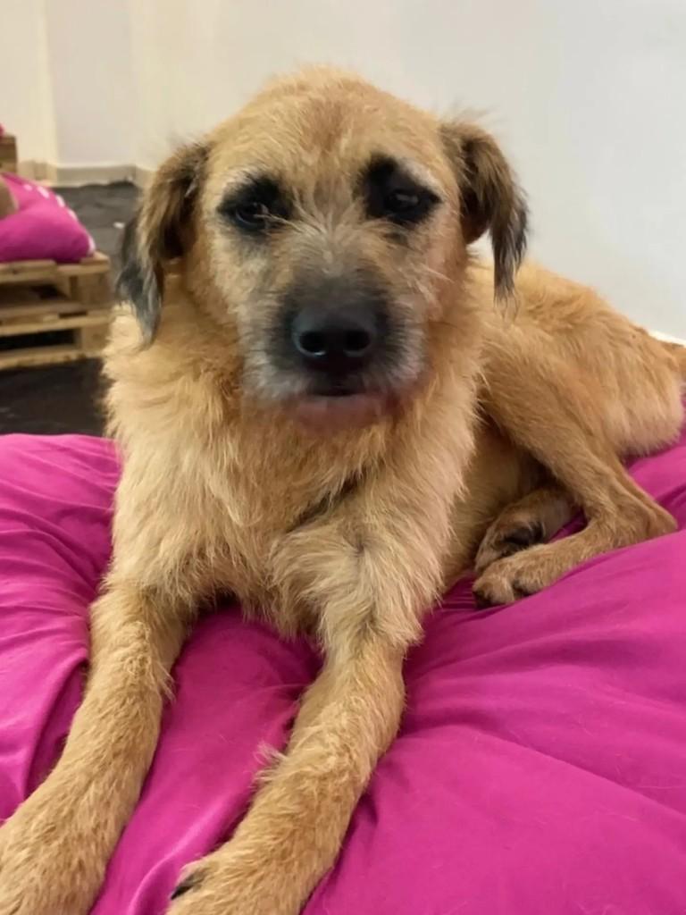 Joaquim, cachorro de porte médio para adoção em Curitiba - PR