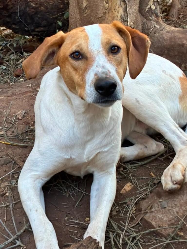 Olaf, cachorro de porte médio para adoção em Curitiba - PR