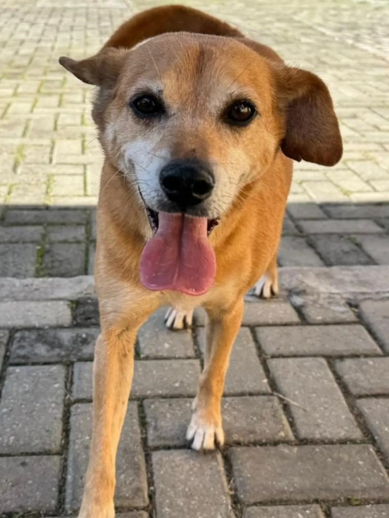 Dumbo, cachorro de porte médio para adoção em Curitiba - PR