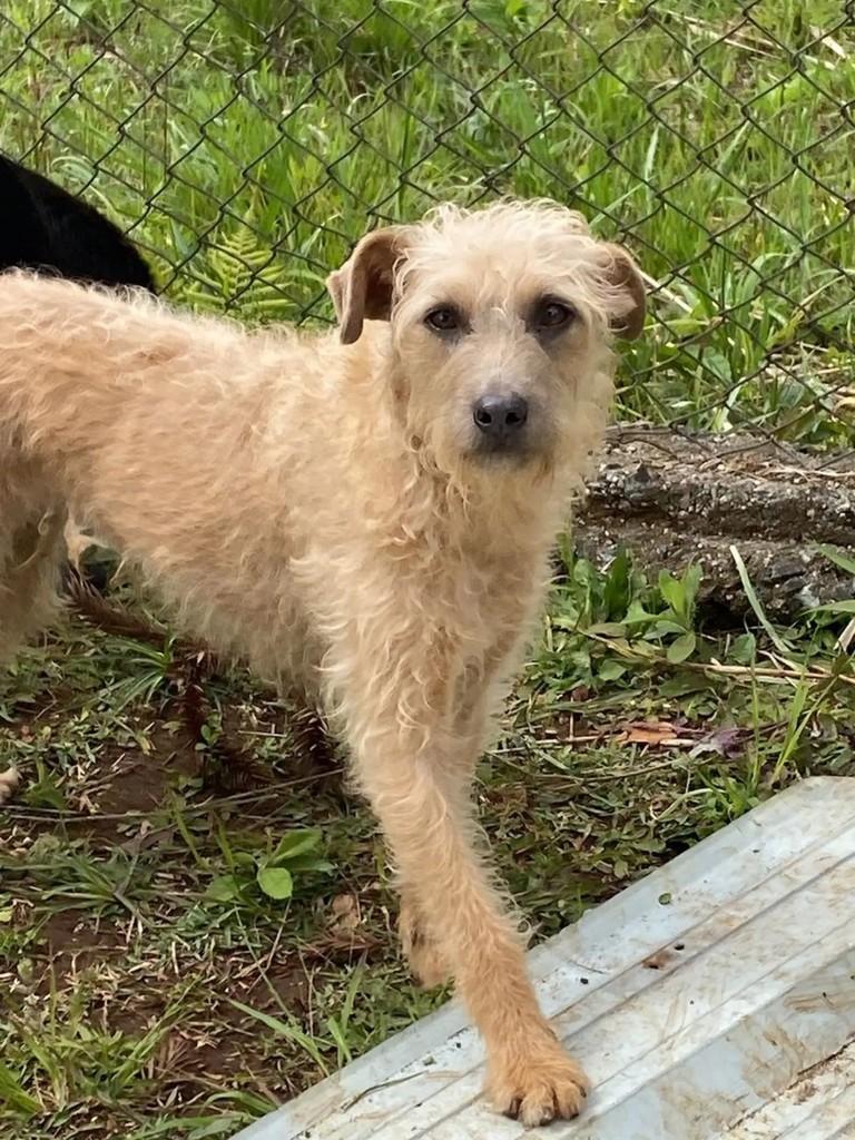 Amelie, cadela de porte pequeno para adoção em Curitiba - PR