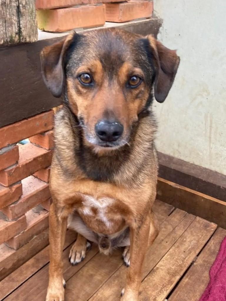 Rico, cachorro de porte médio para adoção em Curitiba - PR