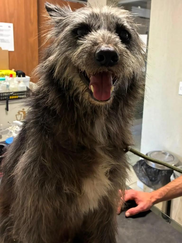 Duque, cachorro de porte médio para adoção em Curitiba - PR