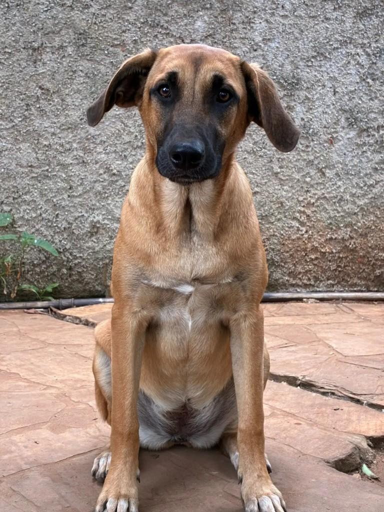 Bela, cadela de porte médio para adoção em Curitiba - PR