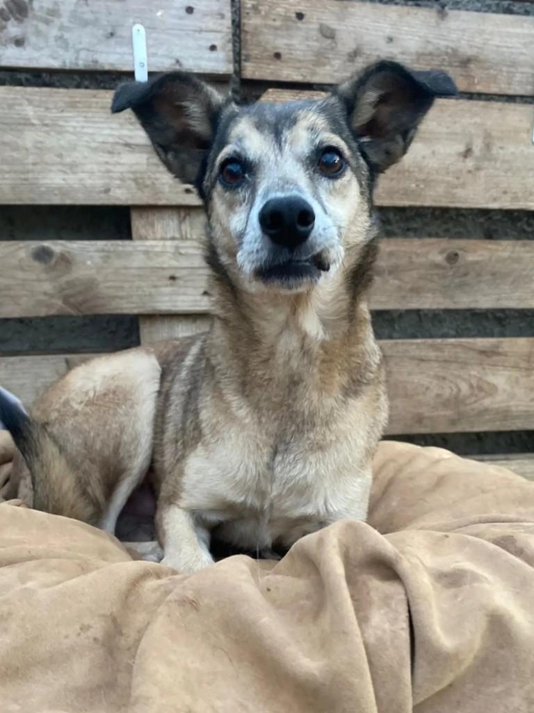Pepe, cachorro de porte médio para adoção em Curitiba - PR