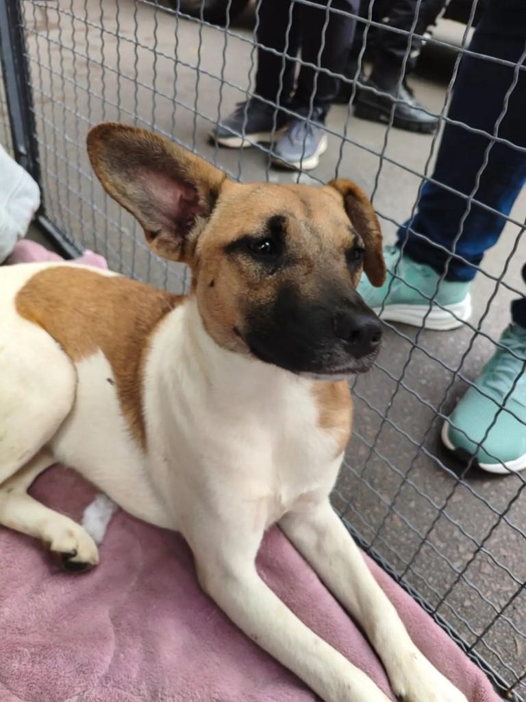 Mia, cadela de porte pequeno para adoção em Curitiba - PR
