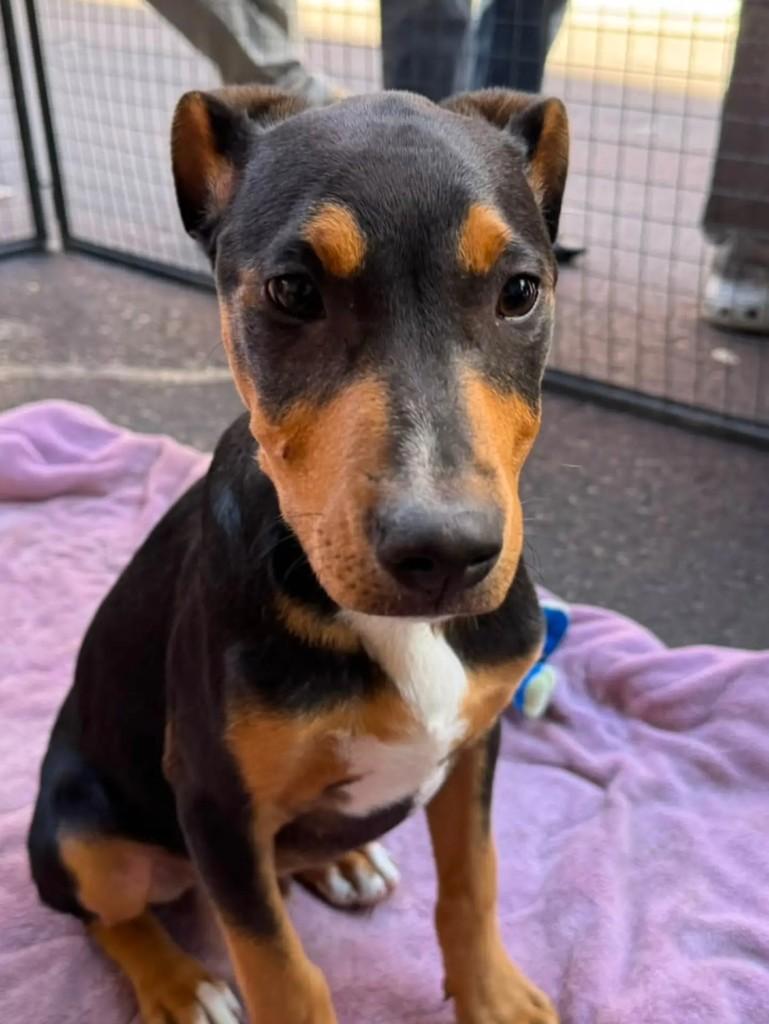 Nemo, cachorro de porte médio para adoção em Curitiba - PR
