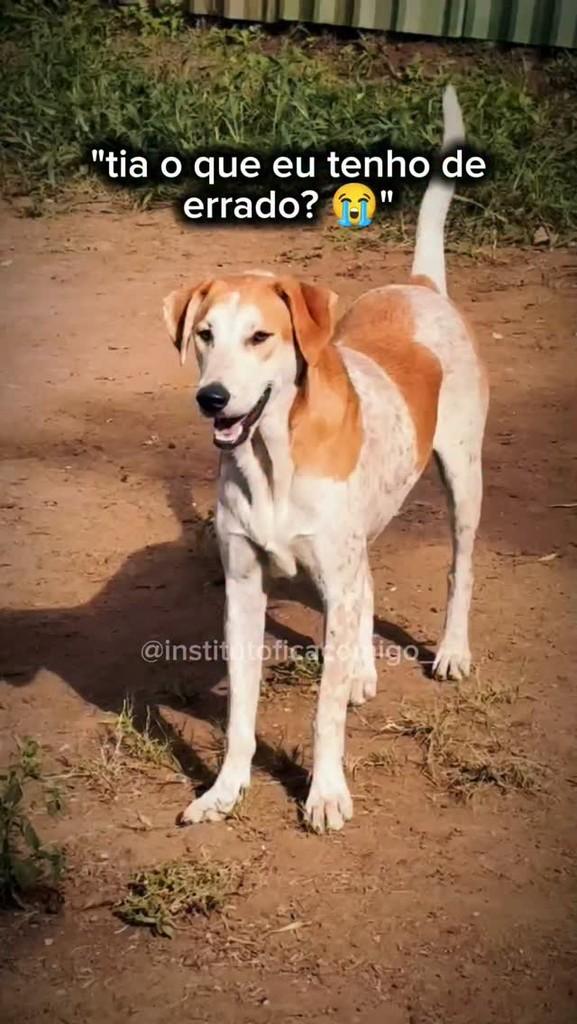 Tininha, cadela de porte pequeno para adoção em Curitiba - PR