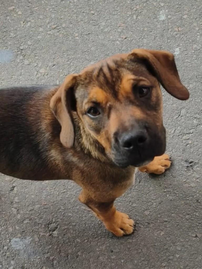 Gouda, cadela de porte médio para adoção em Curitiba - PR
