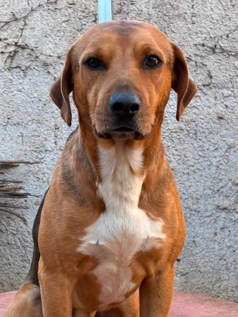 Zeca, cachorro de porte médio para adoção em Curitiba - PR