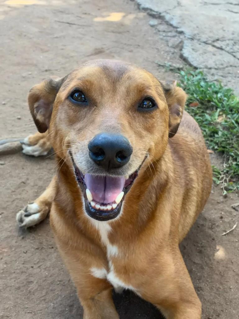 Teka, cachorro de porte médio para adoção em Curitiba - PR