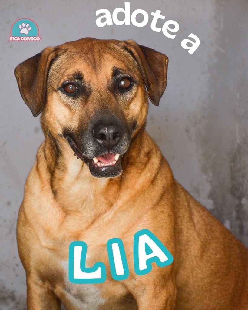 Lia, cadela de porte médio para adoção em Curitiba - PR
