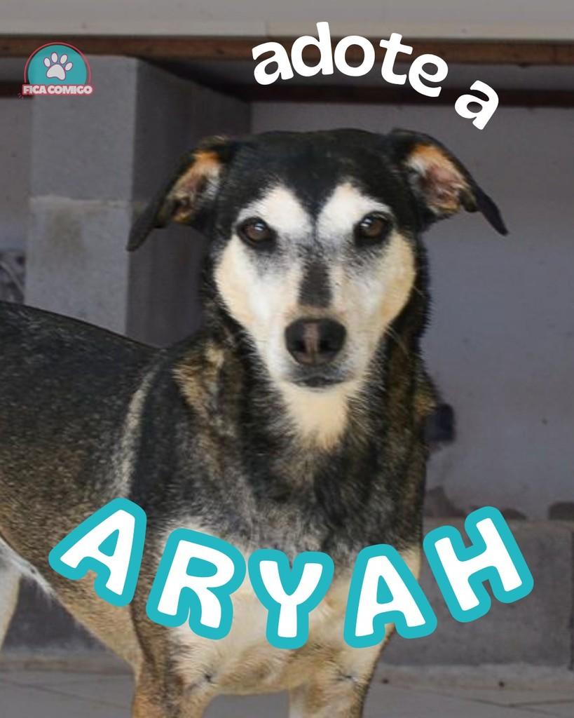 Arya, cadela de porte médio para adoção em Curitiba - PR