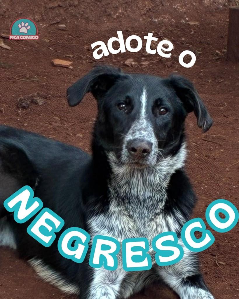 Negresco, cachorro de porte médio para adoção em Curitiba - PR