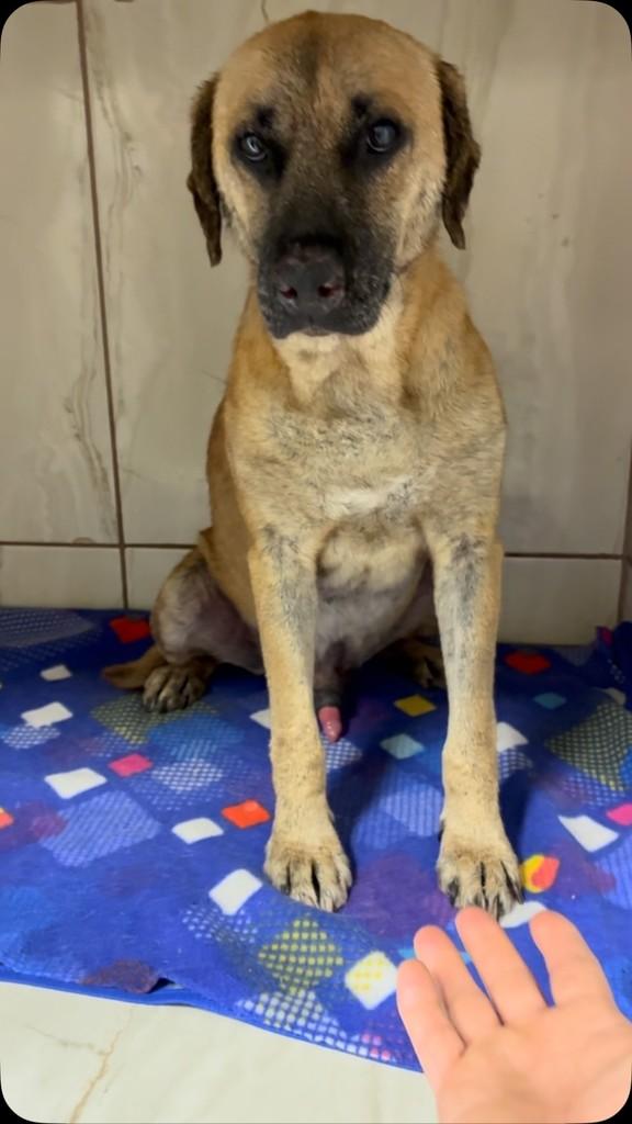 Scooby, cachorro de porte médio para adoção em Colombo - PR