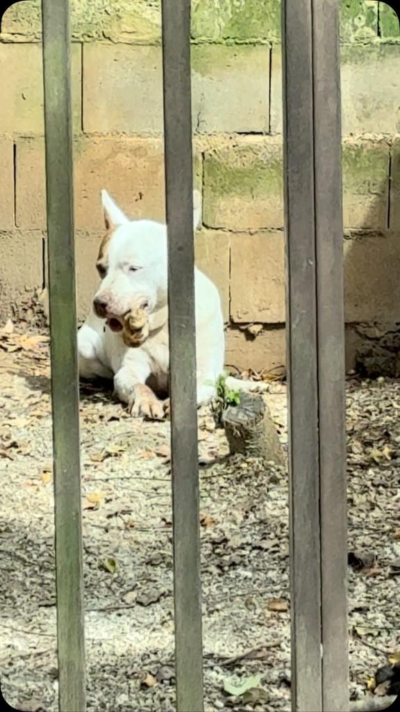 Eros, cachorro de porte médio para adoção em Curitiba - PR