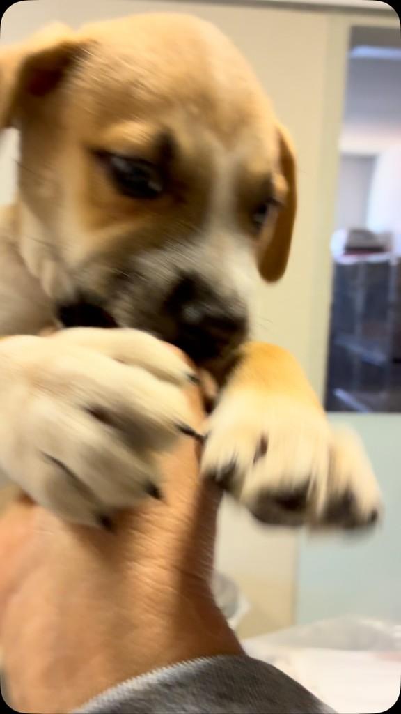 Simba, cachorro de porte pequeno para adoção em Curitiba - PR