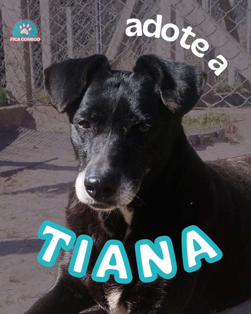 Tiana, cadela de porte médio para adoção em Curitiba - PR
