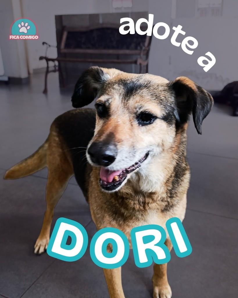 Dori, cadela de porte médio para adoção em Curitiba - PR